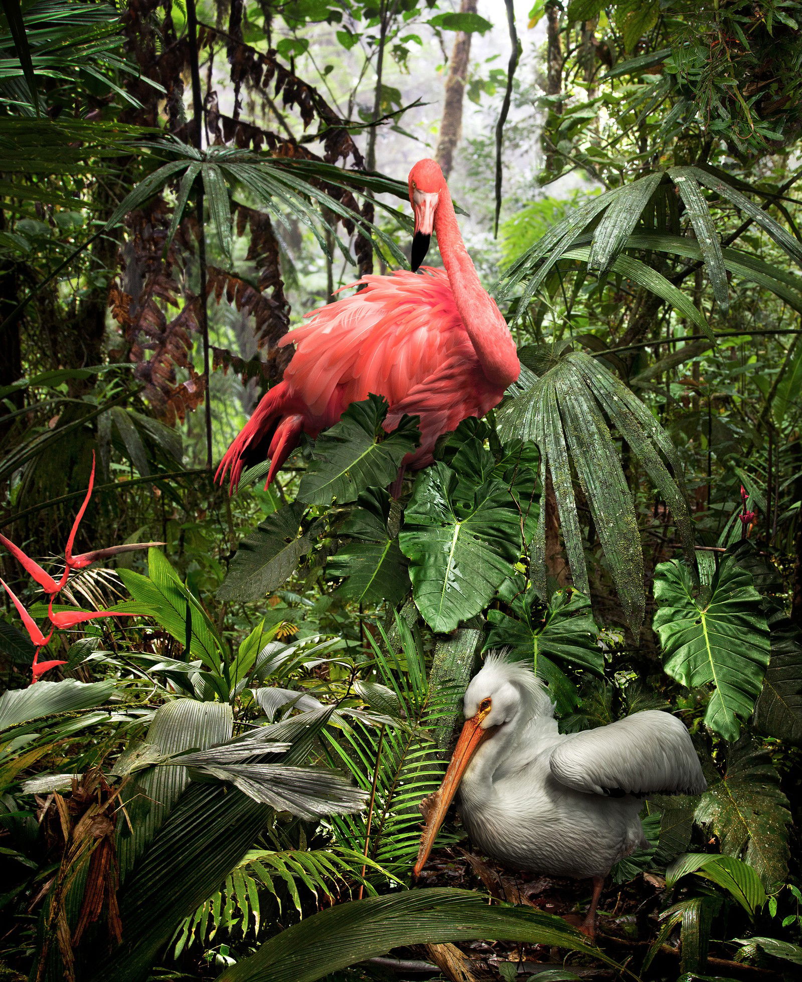 A Lost Flamingo and a Lost Pelican by Pat Swain - Limited Edition. Edition of: 150. Signed.
