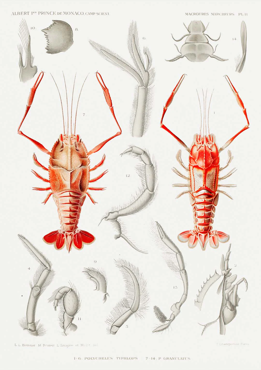 Shrimps Organe