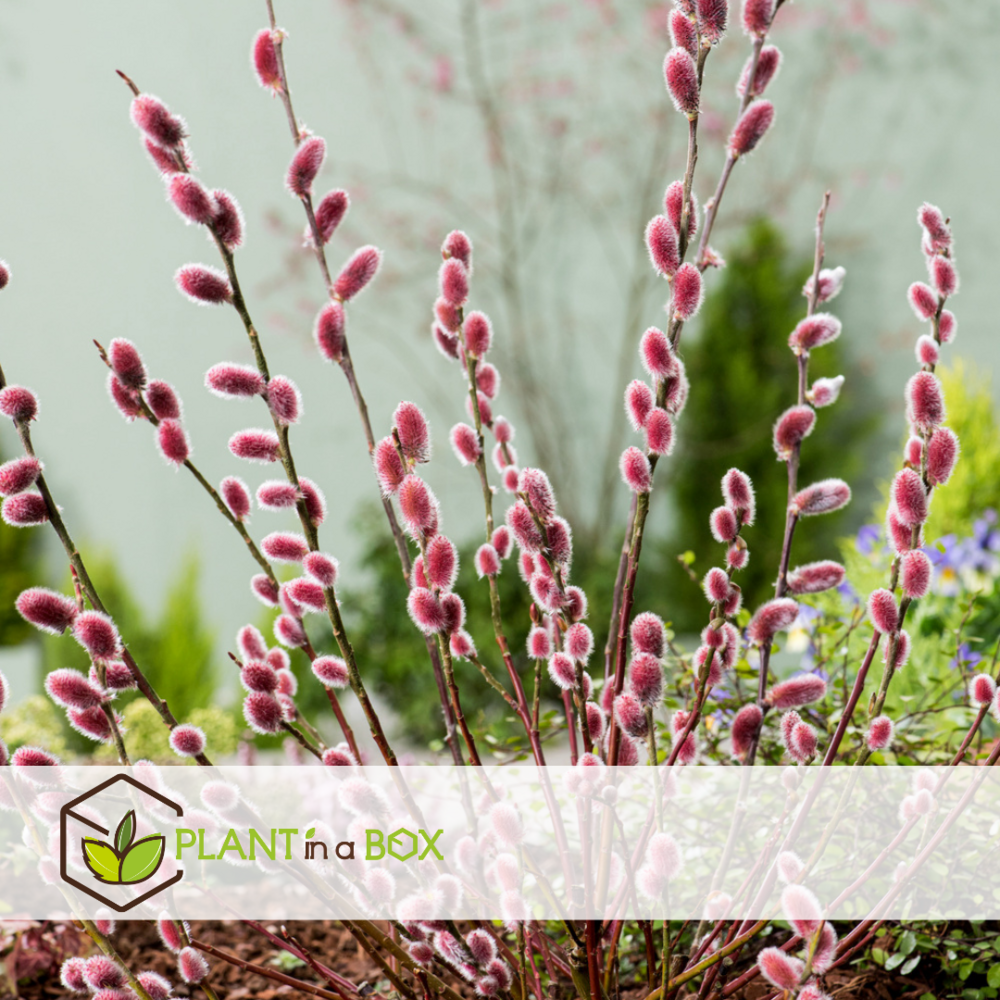 Salix mount aso gracilistyla - lot de 2 - buisson - ⌀17 cm - hauteur : 40-50 cm