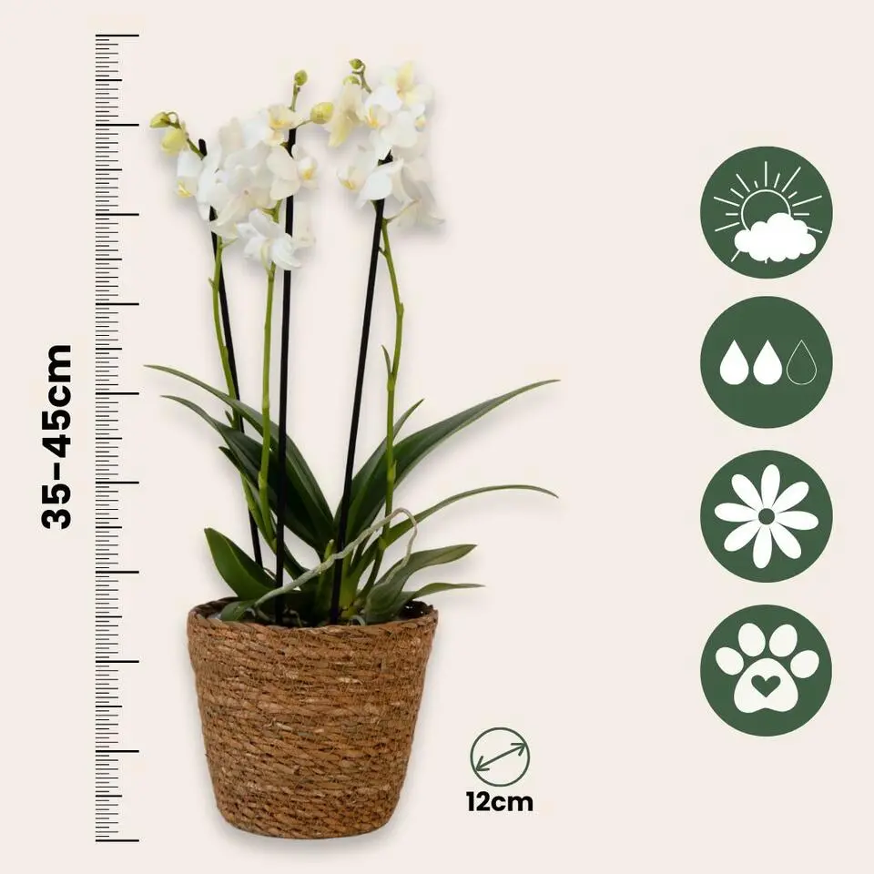 Vlinderorchidee - Phalaenopsis Multiflora met mand - Hoogte 35-45cm - ⌀12cm