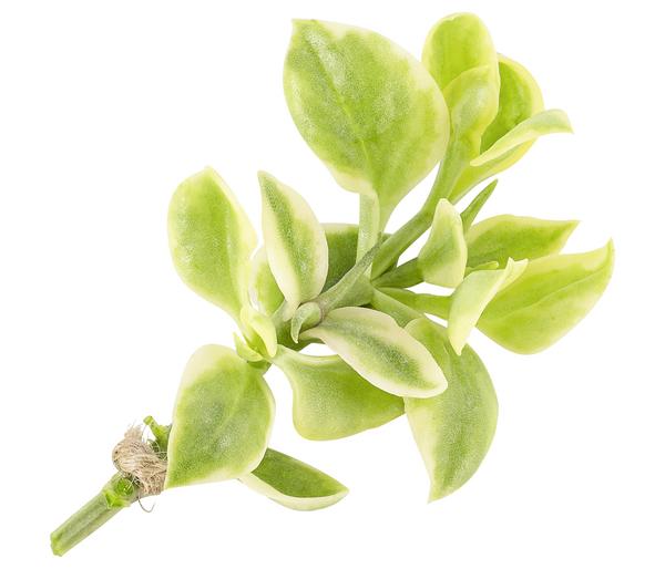 Eiskraut