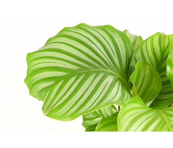Korbmarante - Calathea orbifolia