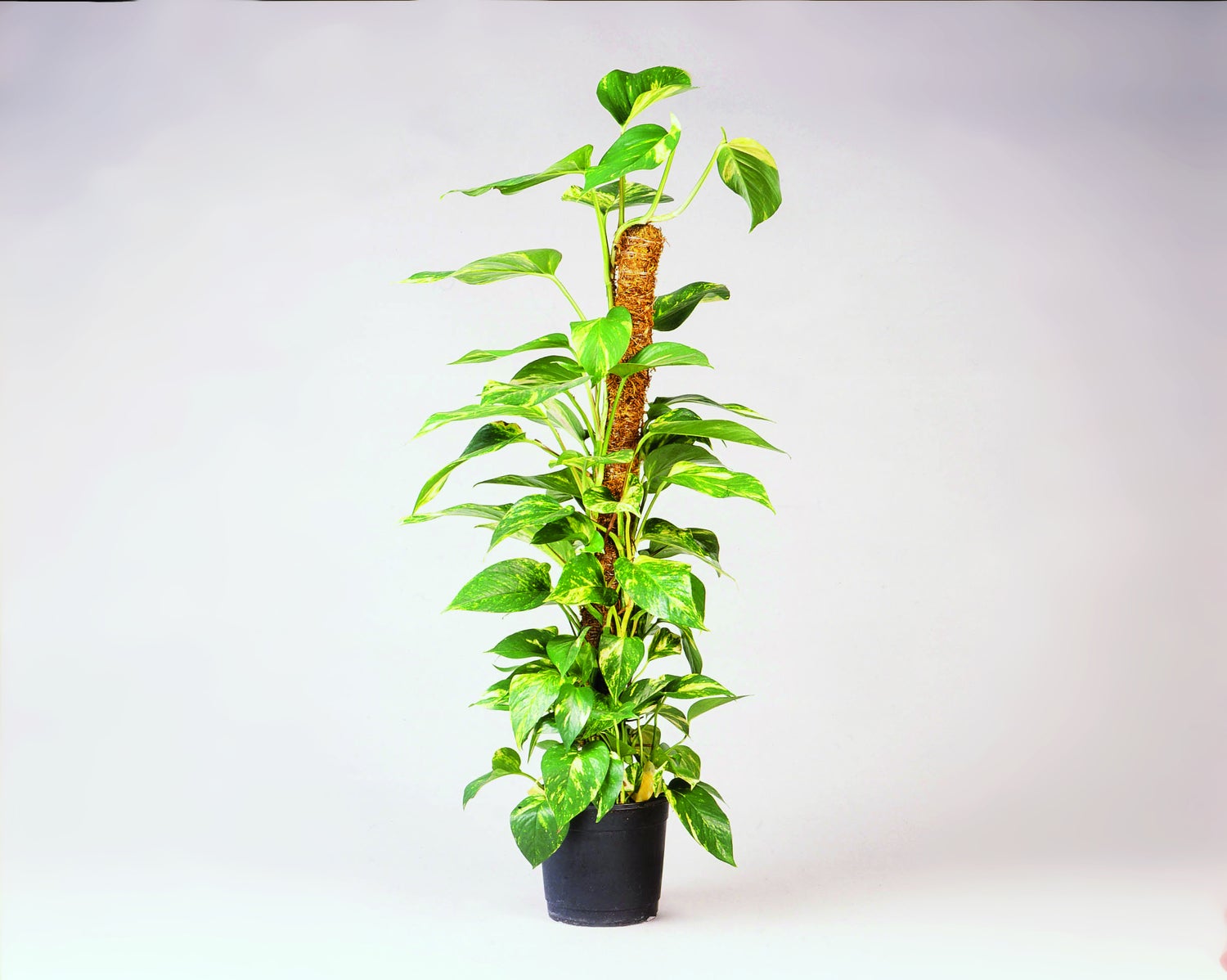 Nature plantenstok kokos H60cm D38mm