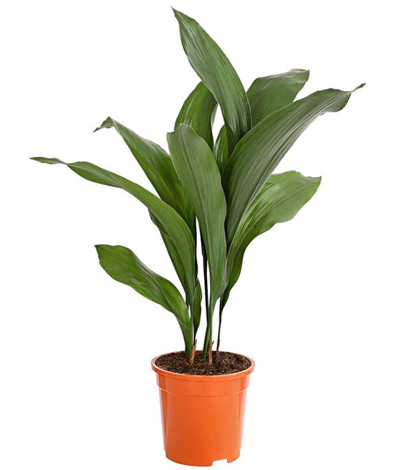 Schusterpalme - Aspidistra elatior