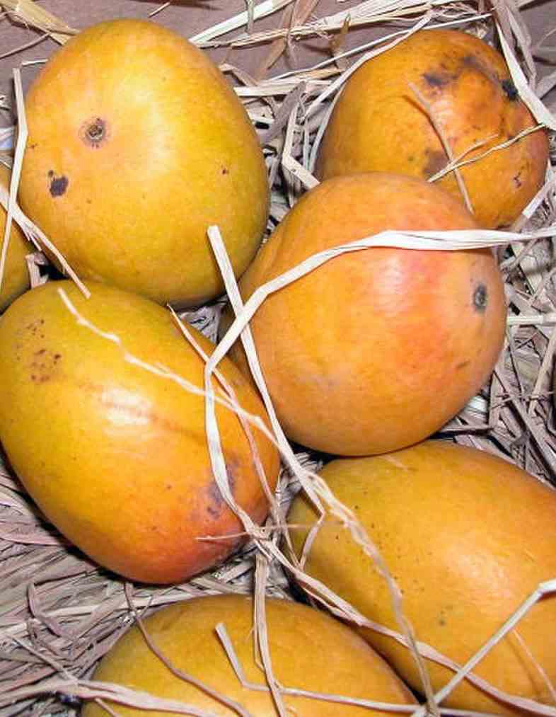 Manguier mangifera indica var.gomera taille pot de 7 litres ? 80/100 cm - jaune