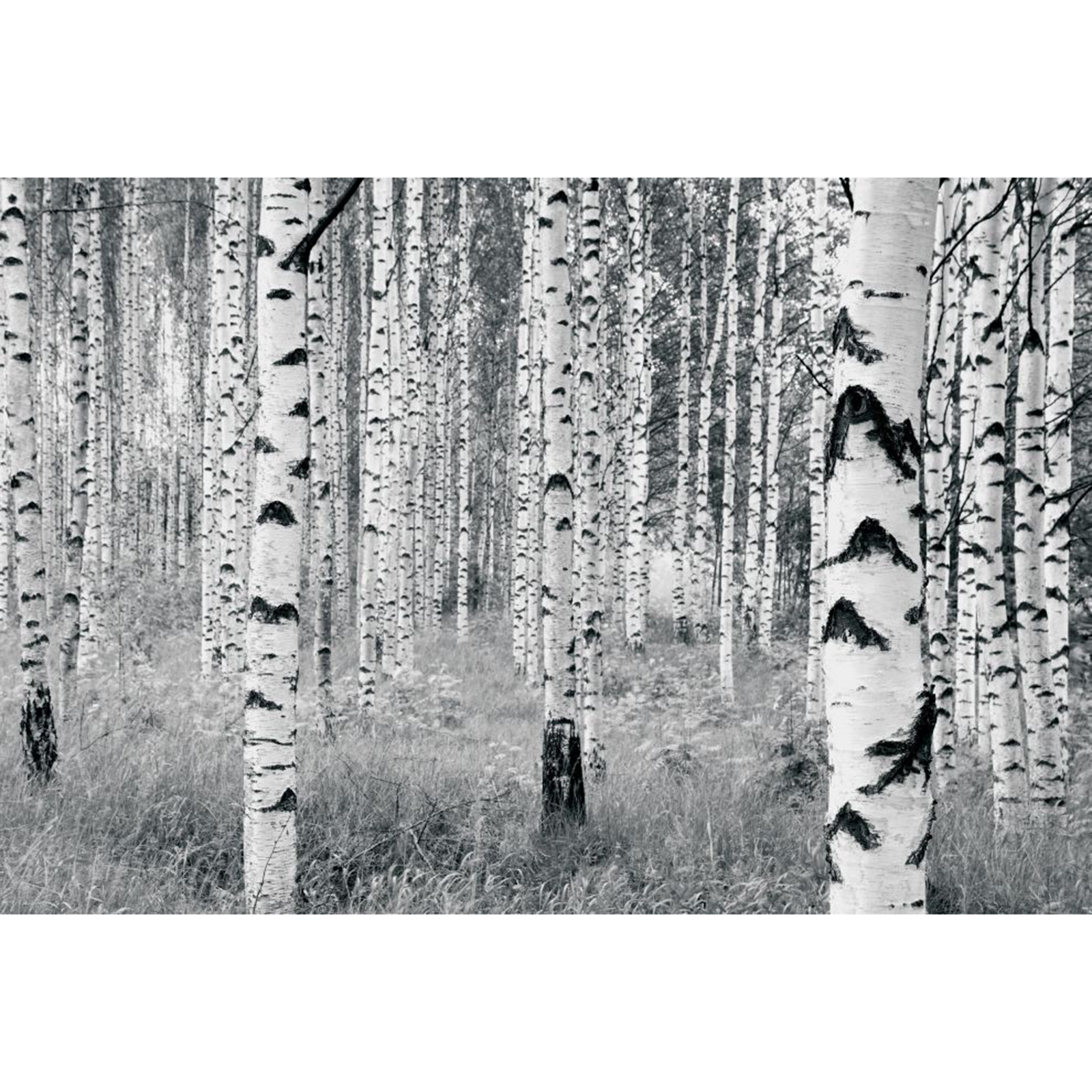Vlies-Fototapete WOODS - schwarz-weiß - 400x270 cm