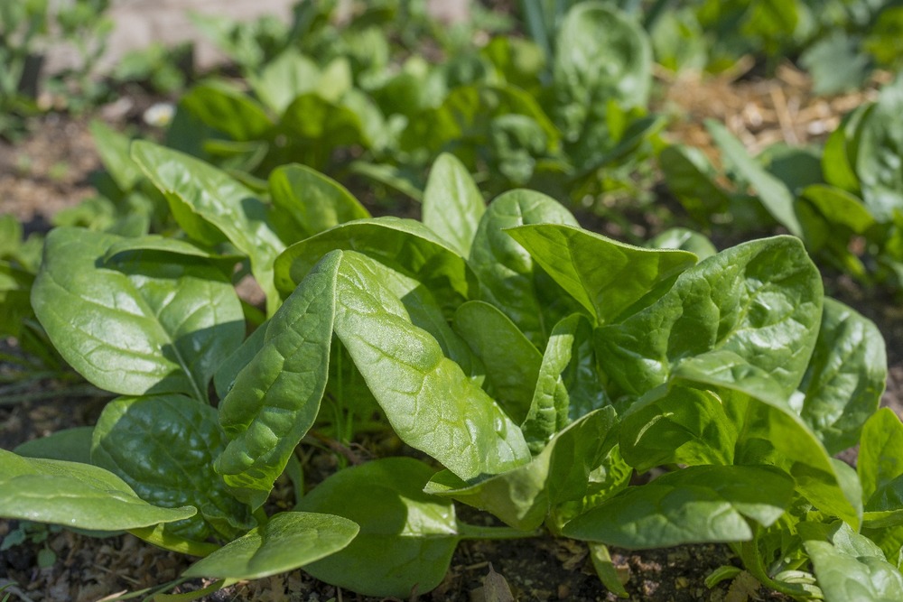 Jardin dans le sac - bio - epinard - matador - 300 graines - spinacia oleracea