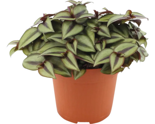 Zebra hangplant FloraSelf Tradescantia zebrina H 15-20 cm Ø 10,5 cm pot