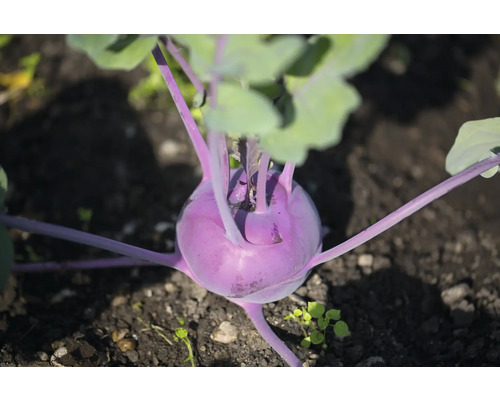 Koolrabi blauw 'Blaro' FloraSelf Brassica oleracea verpakking van 6