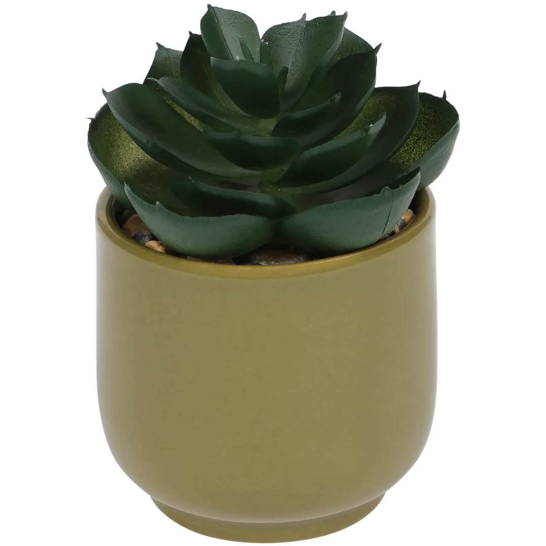 Plante grasse artificielle en pot Home Accents