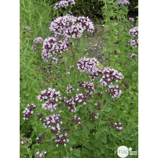 Plant d'origan : pot de 1 litre