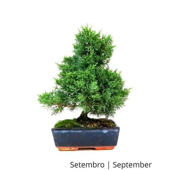 Luso Bonsai Juniperus Sargentii Bonsai de 9 anos - 52513