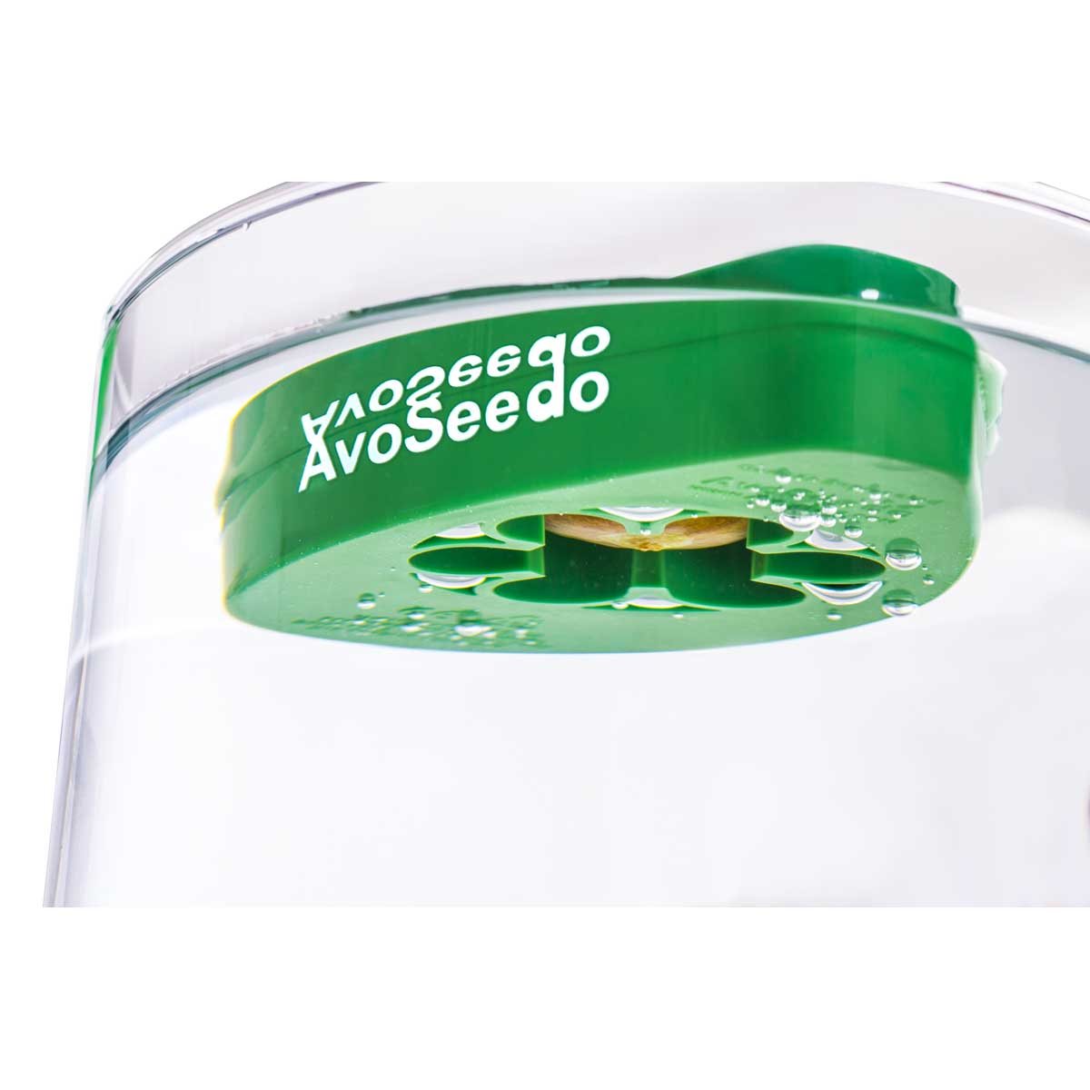 Grow your own avocado tree