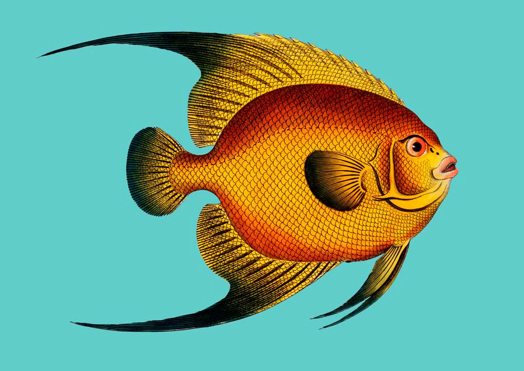 Türkisfarbener Fisch