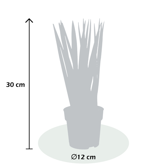 Sanseveria cylindrica spaghetti - pot D12cm