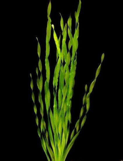 Vallisneria Torta - Stevige aquariumplant per bos