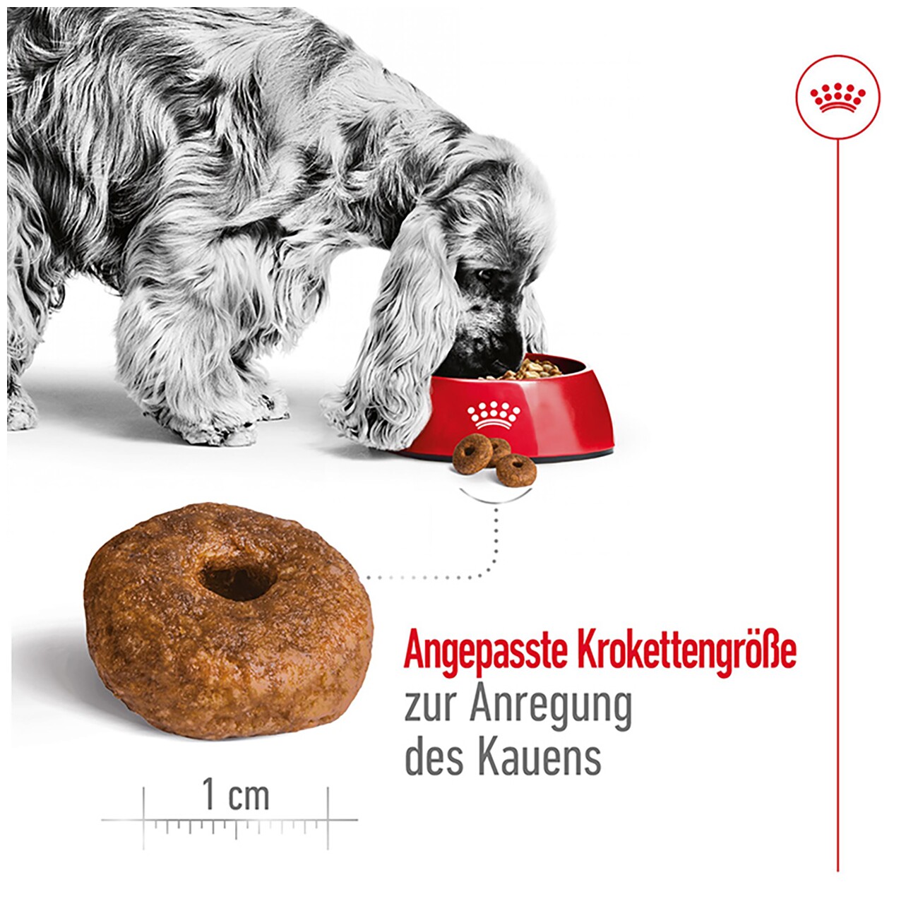 ROYAL CANIN Medium Ageing 10+ 3 kg