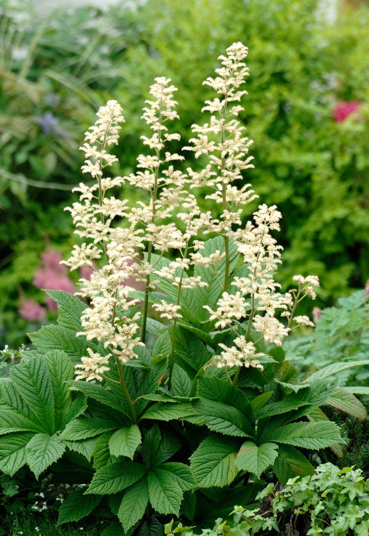 Schout-bij-nacht (Rodgersia pinnata) D 9 H 15 cm