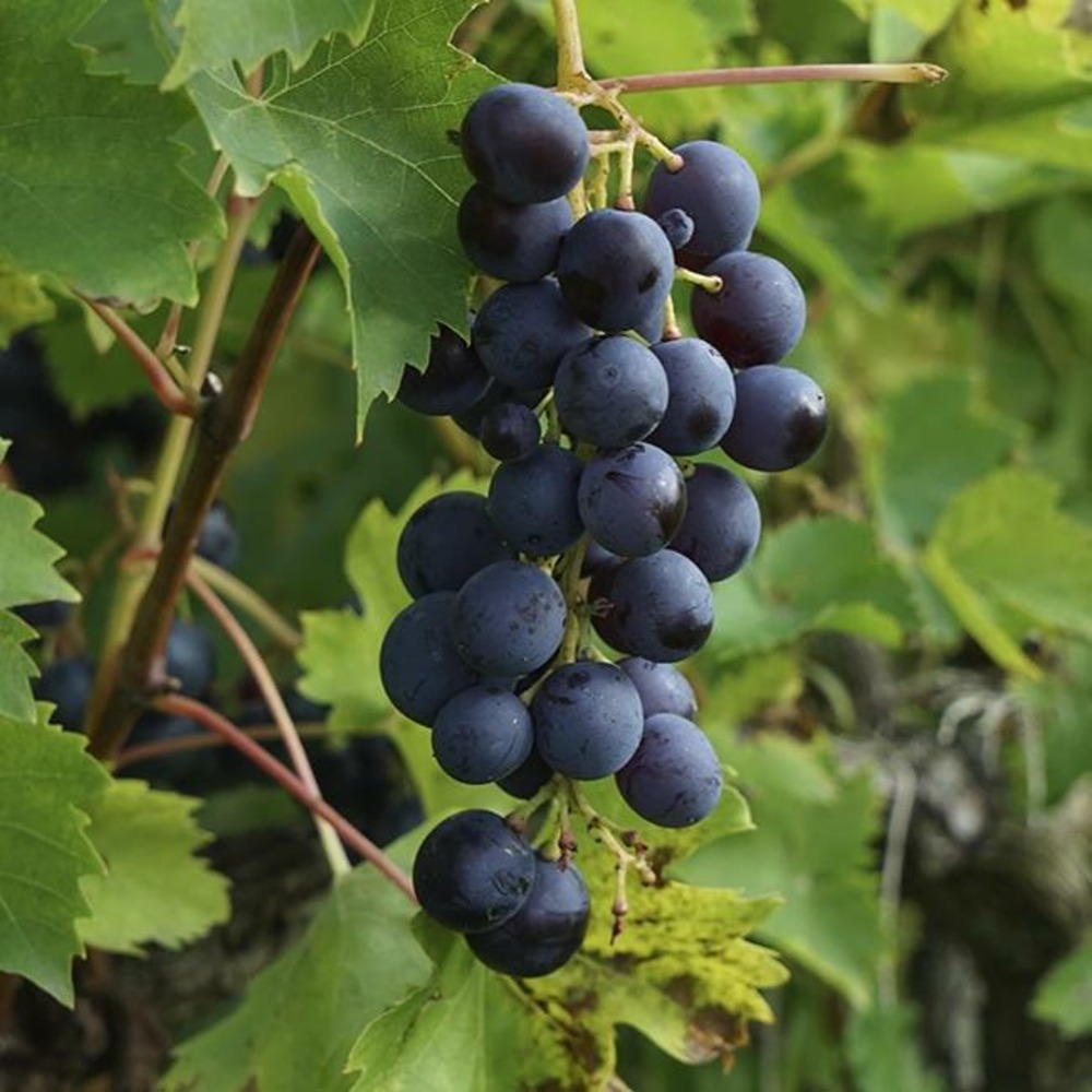 Vigne 'muscat bleu' - vitis vinifera 3l