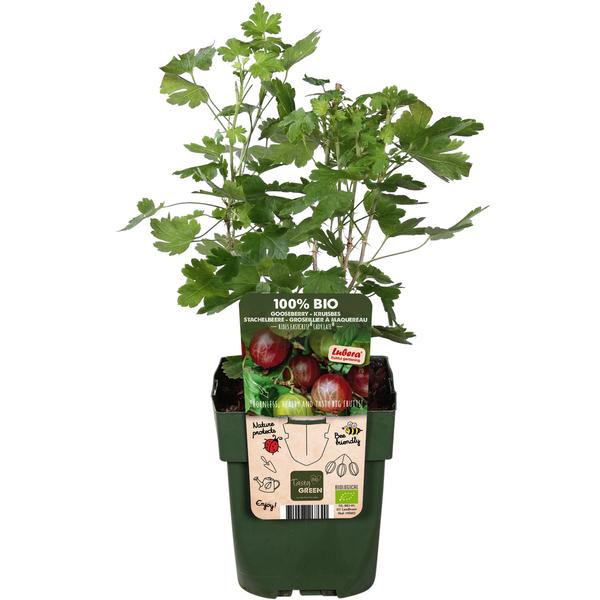 Bio Stachelbeere 'Easycrisp® Lady Late®'