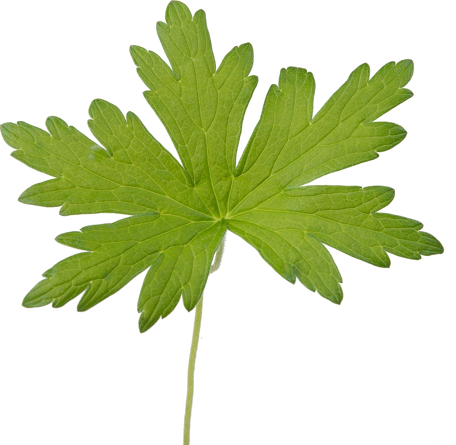 Ooievaarsbek (Geranium palustis) D 9 H 20 cm