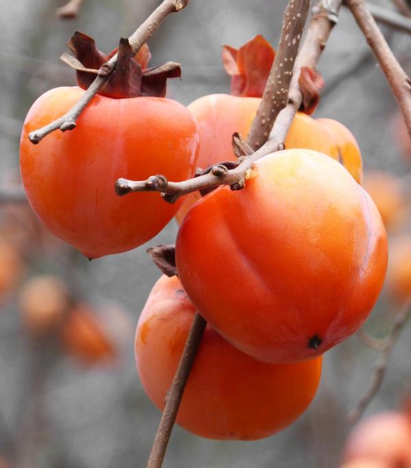 Kaki 'Rojo Brillante'