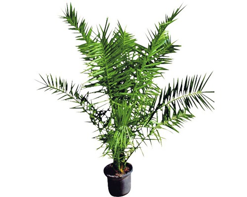 Phoenix palm FloraSelf Phoenix canariensis H 100-125 cm Ø 20 cm pot