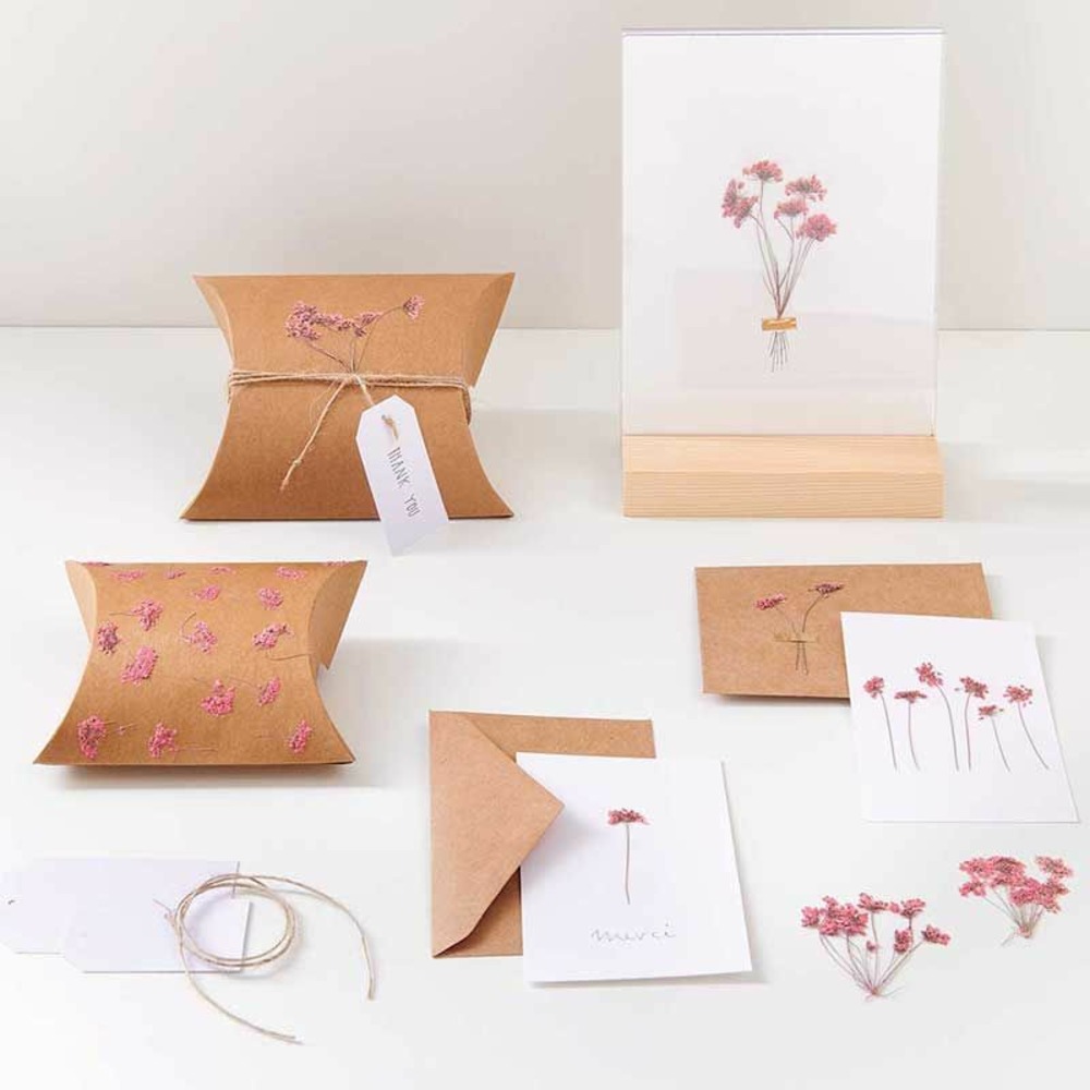 Ammi en branche rose séchés et pressés
