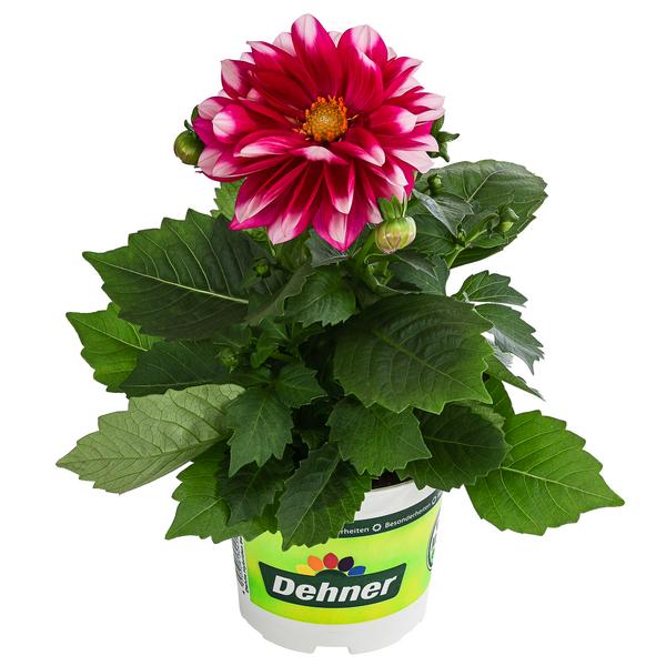 Zwergdahlie, Besonderheit, verschiedene Farben