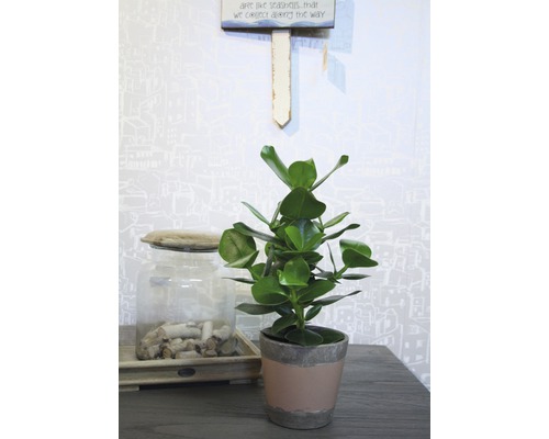 Balsemappel FloraSelf Clusia rosea 'Princess' H 25-35 cm Ø 12 cm pot
