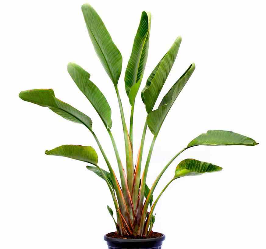 Strelitzia augusta ou strelitzia alba (oiseaux du paradis géant) blanc et bleu - taille pot de 25l- 125/150cm