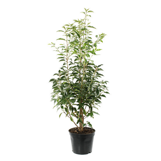 Prunus lusitanica : ctr 5 litres