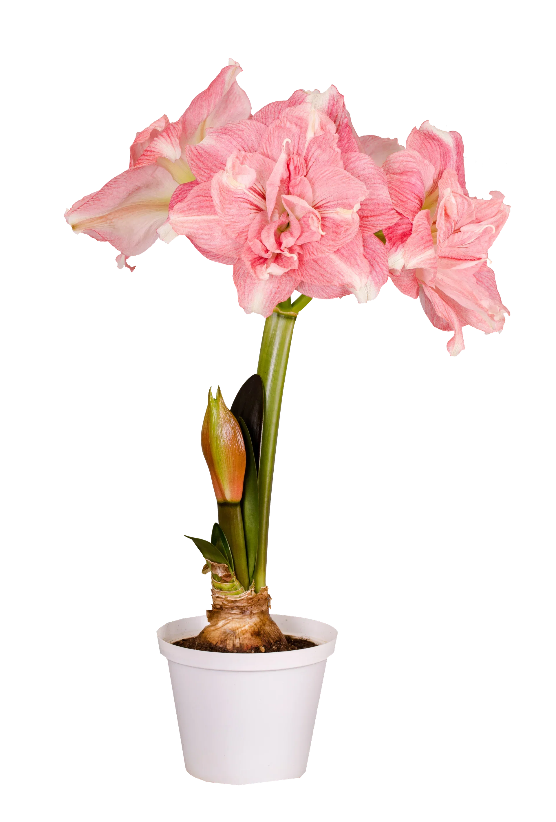 Hippeastrum x hortorum 'Rozetta' Amaryllis 'Rozetta' Omkrets 32 cm