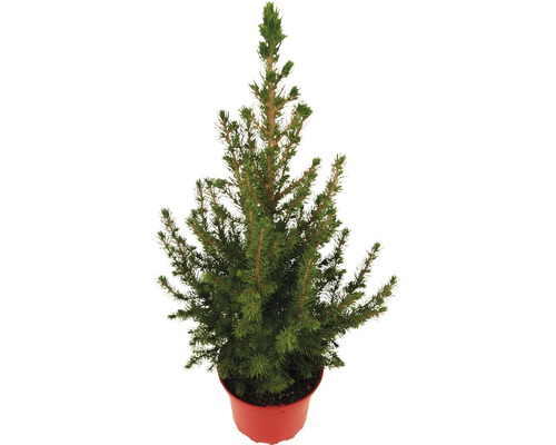 Suikerbroodspar H 30-40 cm CO 2 L Mini kerstboom geschikt om te planten