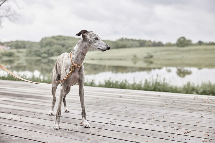 OYOY Living Design Robin Hundehalsbånd - Medium Natur