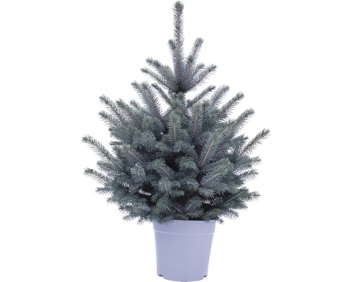 Blauwe spar, Blue Colorado Blauwe spar 'Baby Blue' FloraSelf H 100-120 cm Co 7,5 L Mini Kerstboom geschikt om te planten