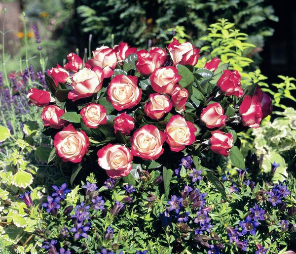 Edelrose 'Nostalgie®'