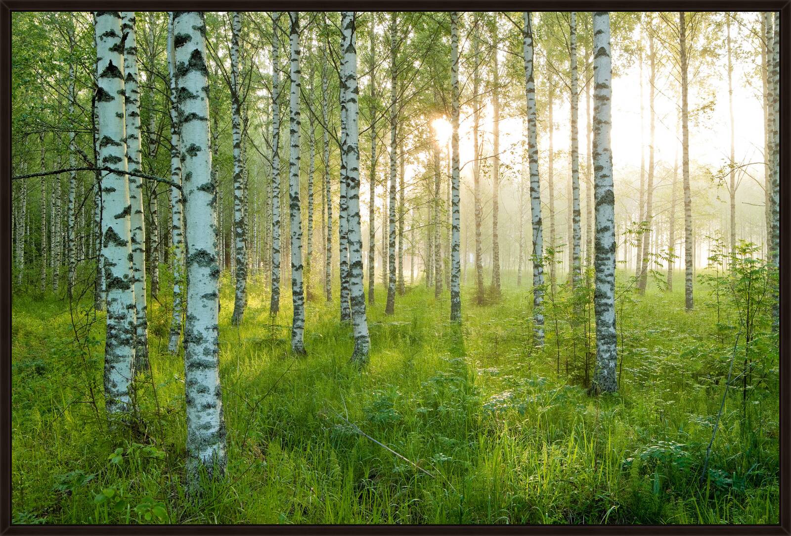 Birkenwald 3 by André Wagner - Limited Edition. Edition of: 75. Signed.