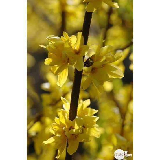 Forsythia x intermedia ' Mindor ' : ctr 4.5 litres.