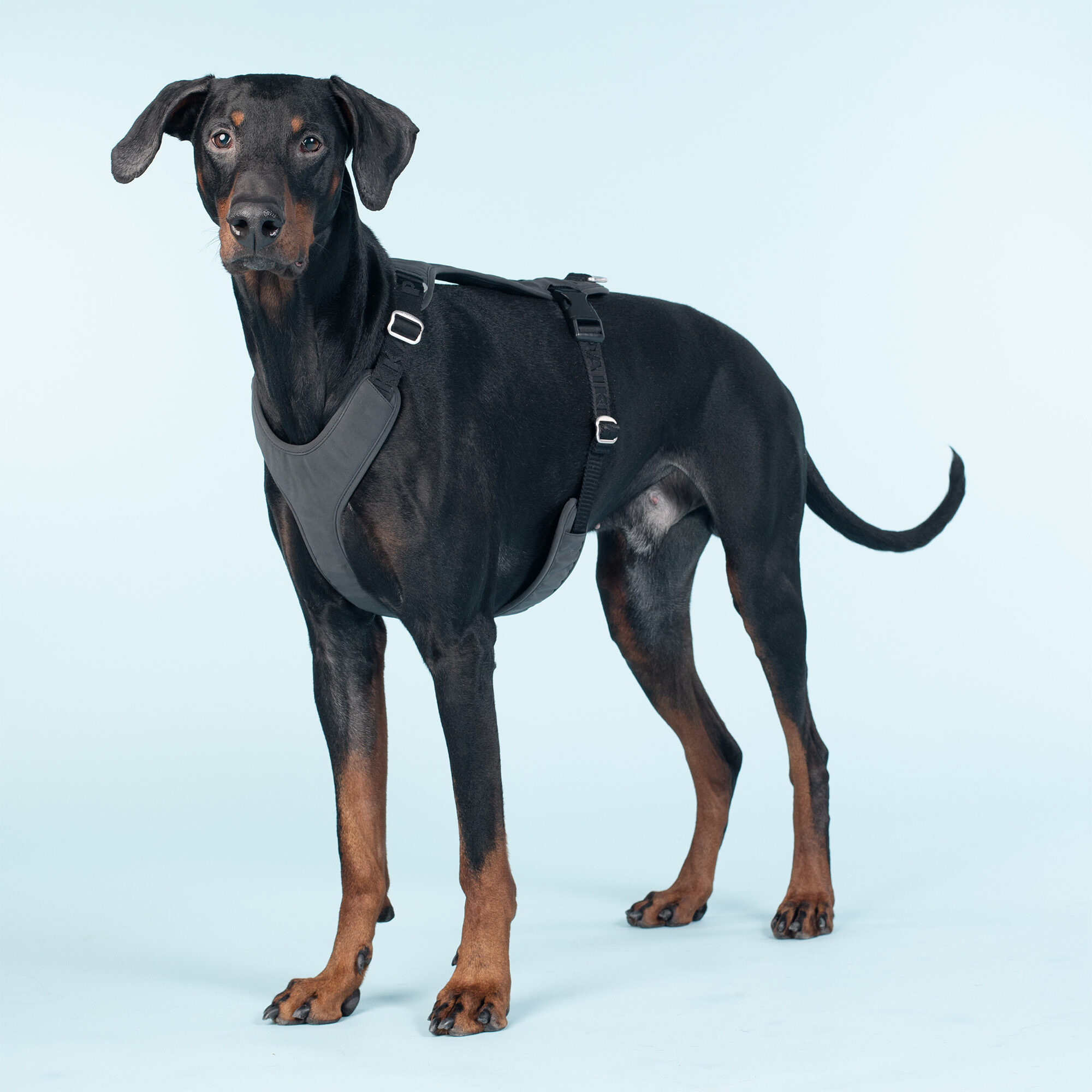 PAIKKA Visibility Harness