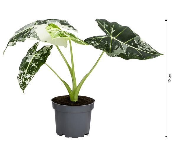 Pfeilblatt - Alocasia micholitziana 'Frydek'