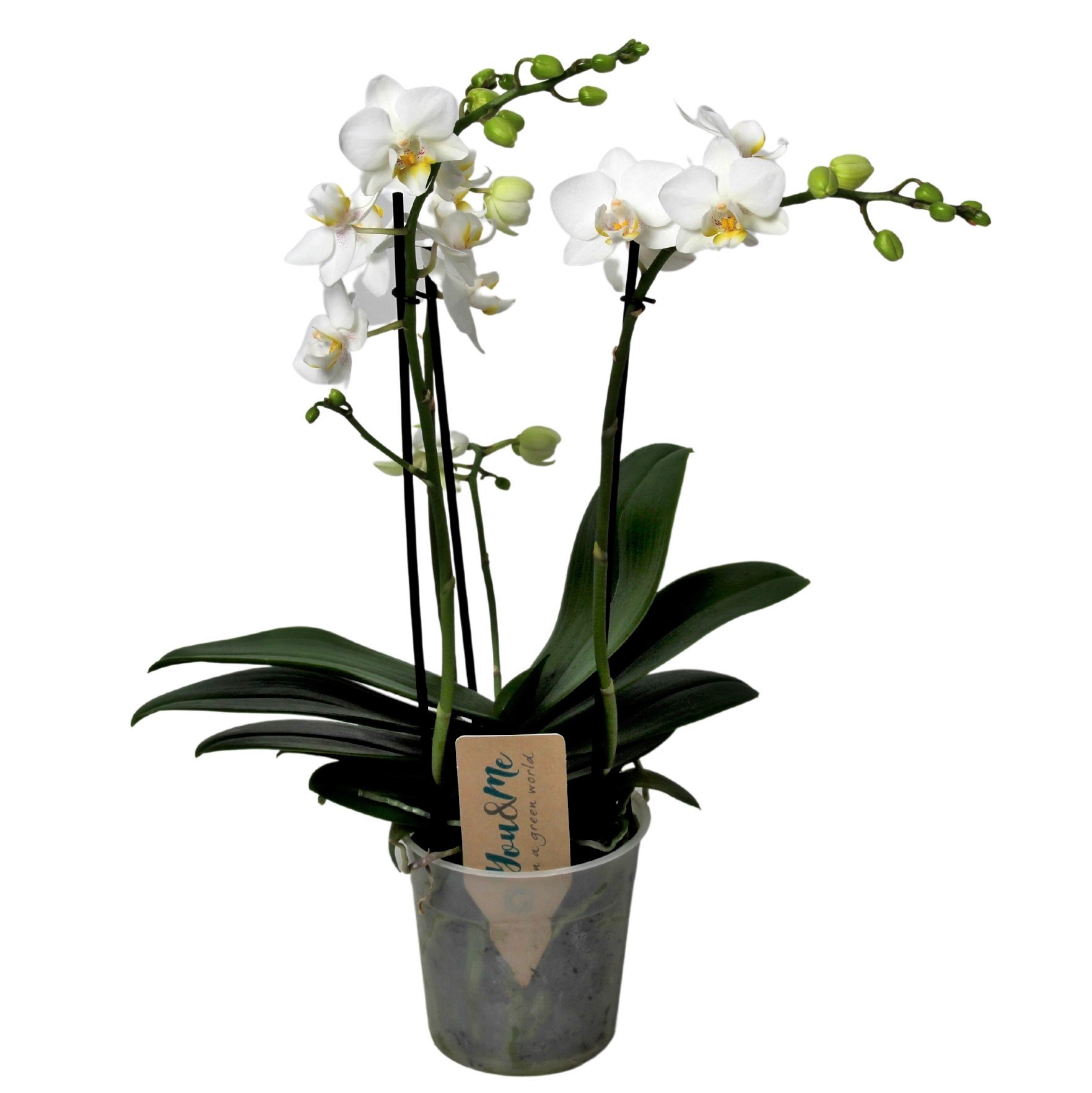 Phalaenopsis multiflora - orchidée blanc - pot 12cm - hauteur 35-45cm