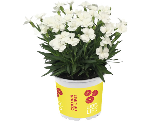 Anjer FloraSelf Dianthus caryophyllus Lucky Lips® Ø 10,5 cm pot willekeurige variëteitselectie