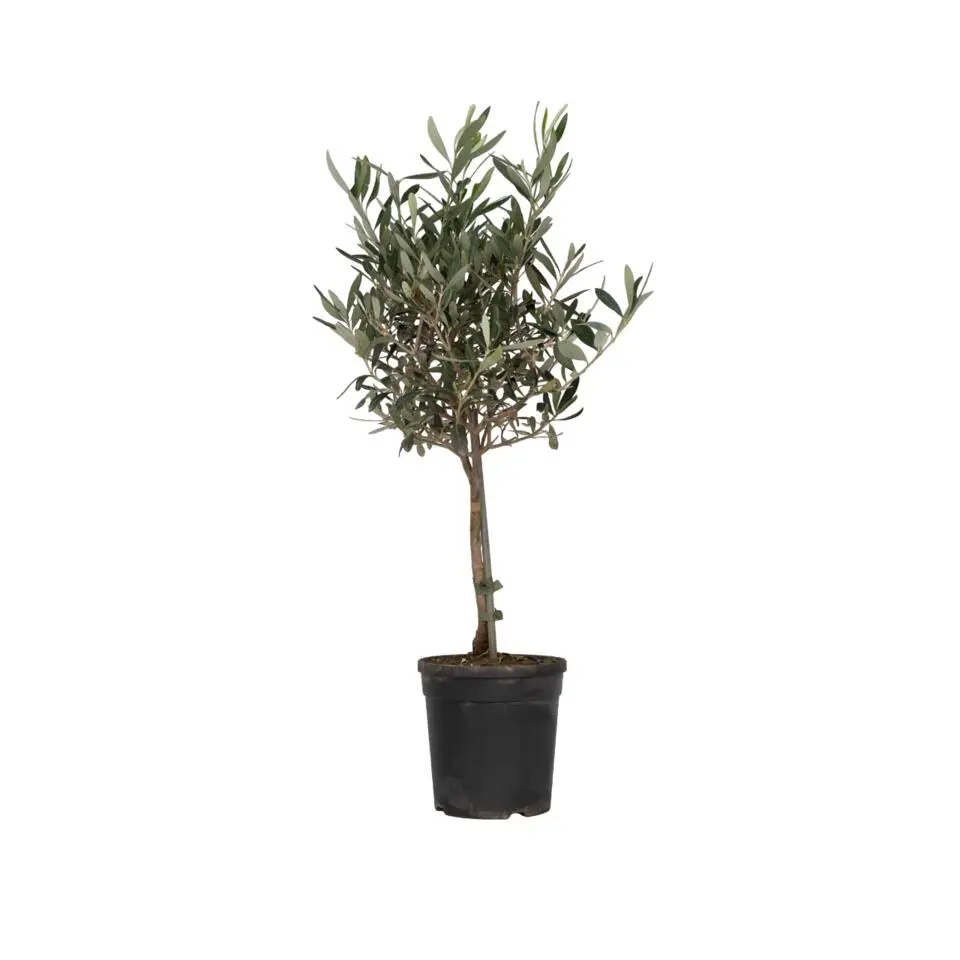 Olijfboom - Olea europaea - Hoogte 60-70cm - ⌀17cm