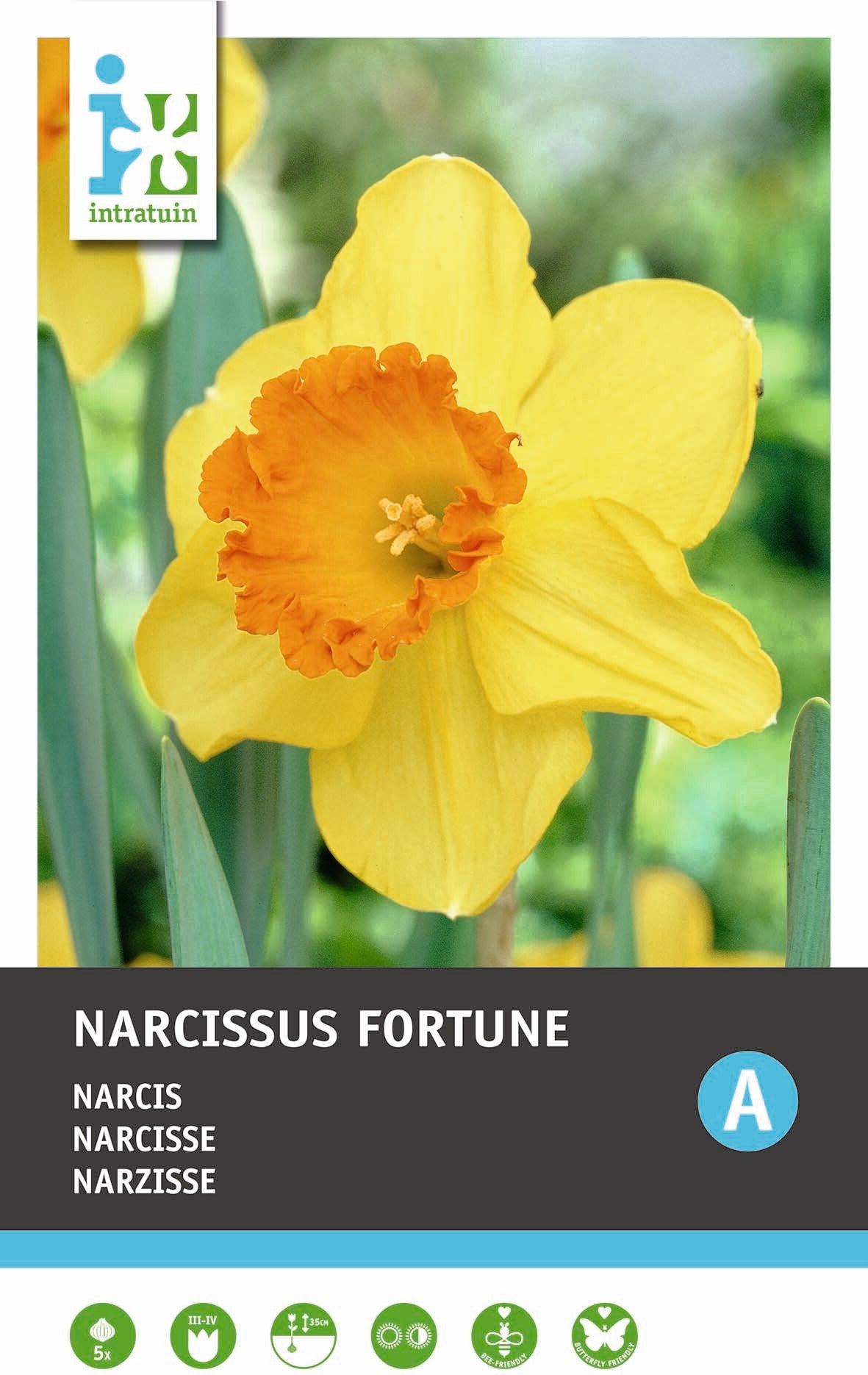 Intratuin bloembollen Narcis (Narcissus 'Fortune')5 stuks