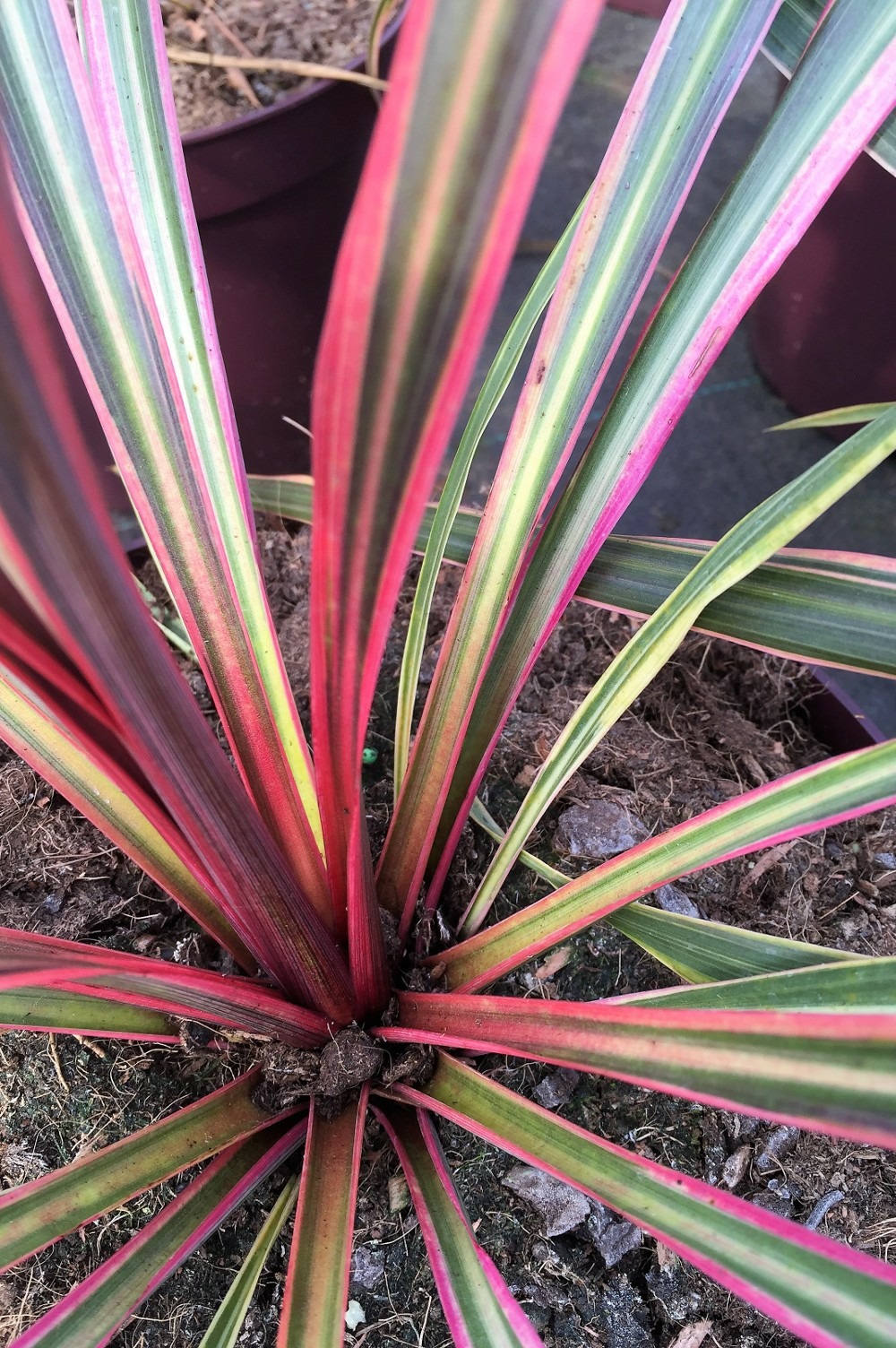 Cordyline 'can can' - 3l