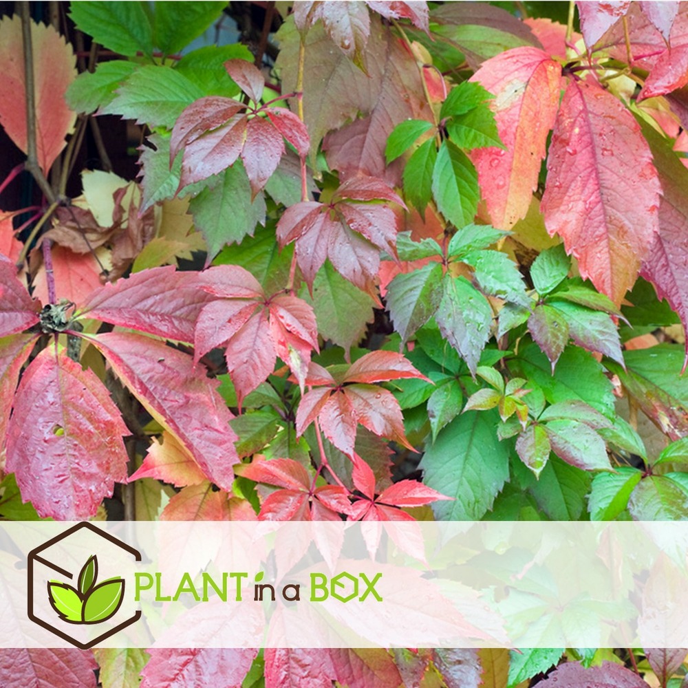 Set de 6 parthenocissus 'wild winged' - pot 9cm - hauteur 25-40cm