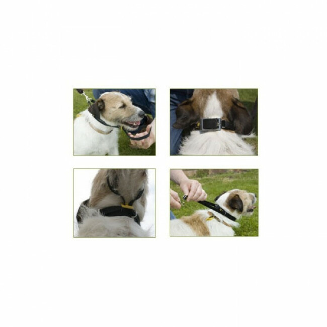 Collier licol Canny Collar pour chien
