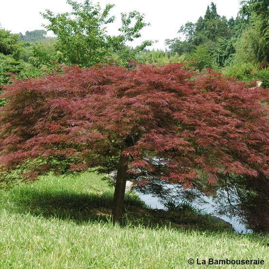 L'Acer palmatum Dissectum Garnet : C7L
