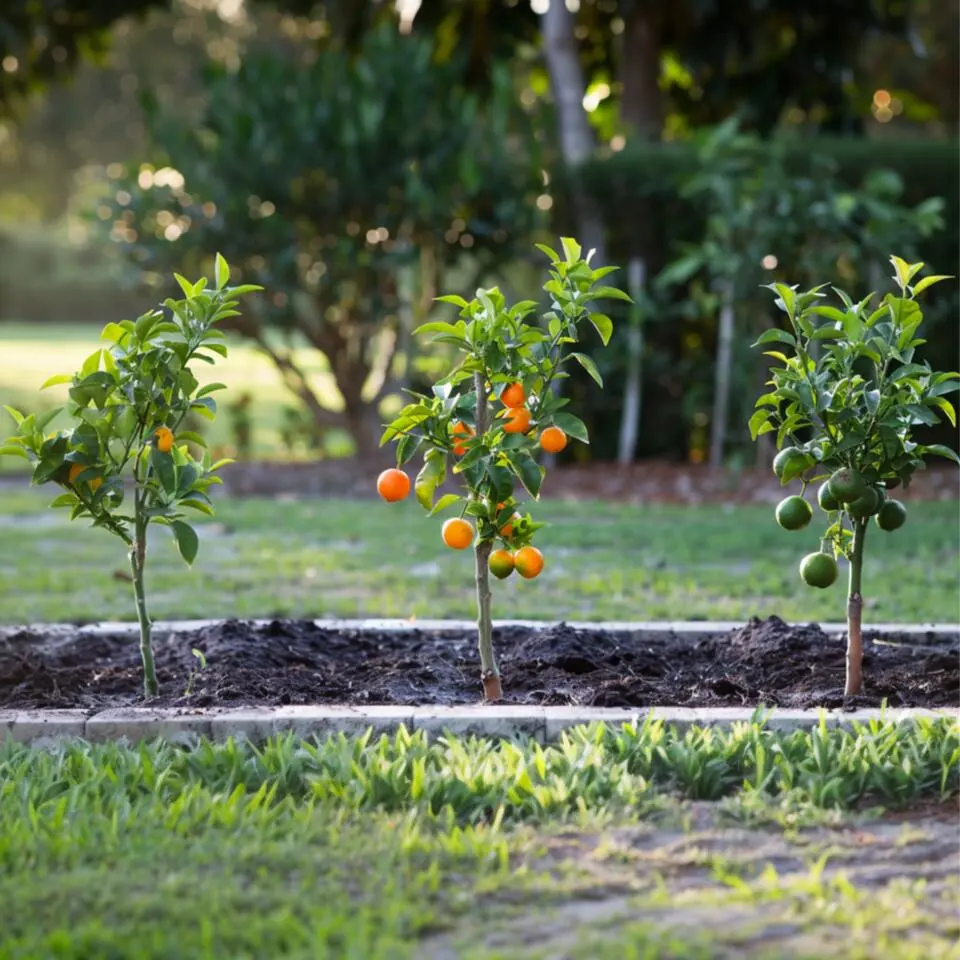 Mix fruitbomen - Set van 3 - Citrus limon - Hoogte 25-40cm - ⌀9cm